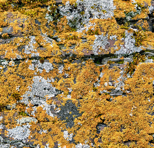 Lichen texture. Leafy lichen Xanthoria wall (Orange)