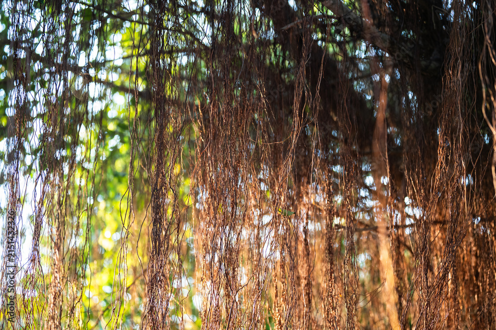 Obraz premium Massive spreading canopies of Banyan tree, popular revered plant in Vietnam belonging to fig genus, Banyan plant featured Vietnamese mythology, draping roots plunge into soil to support heavy branches
