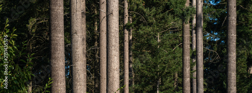 Foto Tall trees stand closely together in a forest area during daytime with clear ski