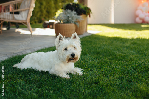 Foto West highland white terrier dog relaxing on green grass