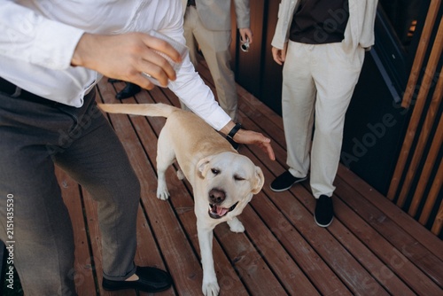 Obraz na plátně Happy labrador retriever dog winking being petted by man