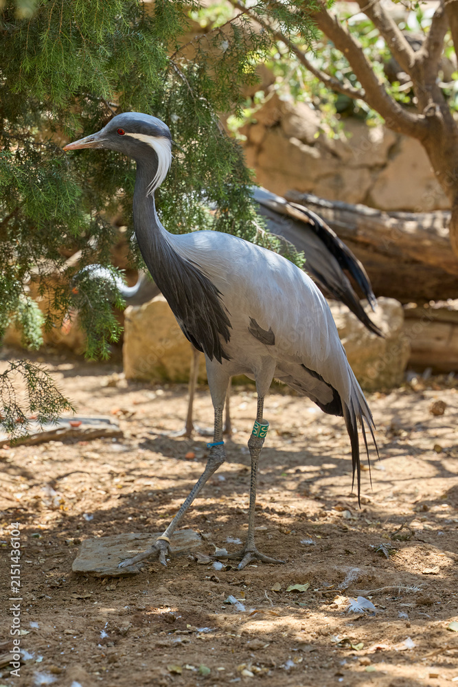 Obraz premium Demoiselle crane standing in natural habitat