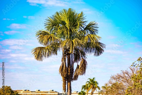 Buriti palm and fruits (Mauritia flexuosa) in Brazilian Cerrado. Native superfruit rich in vitamin A, base of buriti oil used in premium natural cosmetics and traditional Amazonian food. Bioeconomy.