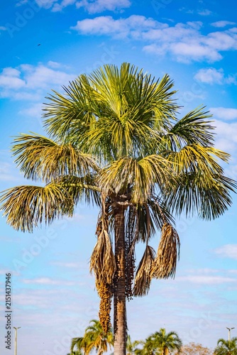 Buriti palm and fruits (Mauritia flexuosa) in Brazilian Cerrado. Native superfruit rich in vitamin A, base of buriti oil used in premium natural cosmetics and traditional Amazonian food. Bioeconomy.
