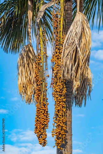 Buriti palm and fruits (Mauritia flexuosa) in Brazilian Cerrado. Native superfruit rich in vitamin A, base of buriti oil used in premium natural cosmetics and traditional Amazonian food. Bioeconomy.