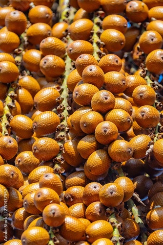 Buriti palm and fruits (Mauritia flexuosa) in Brazilian Cerrado. Native superfruit rich in vitamin A, base of buriti oil used in premium natural cosmetics and traditional Amazonian food. Bioeconomy.