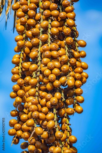 Buriti palm and fruits (Mauritia flexuosa) in Brazilian Cerrado. Native superfruit rich in vitamin A, base of buriti oil used in premium natural cosmetics and traditional Amazonian food. Bioeconomy.