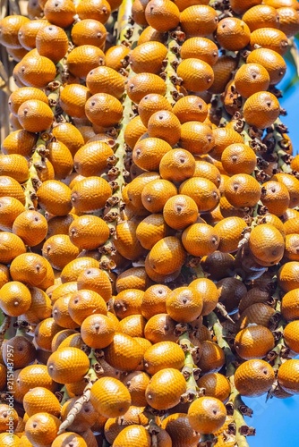 Buriti palm and fruits (Mauritia flexuosa) in Brazilian Cerrado. Native superfruit rich in vitamin A, base of buriti oil used in premium natural cosmetics and traditional Amazonian food. Bioeconomy.
