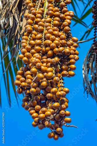Buriti palm and fruits (Mauritia flexuosa) in Brazilian Cerrado. Native superfruit rich in vitamin A, base of buriti oil used in premium natural cosmetics and traditional Amazonian food. Bioeconomy.