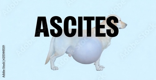 A laboratory dog with a distended abdomen is depicted with the word ASCITES prominently displayed.
