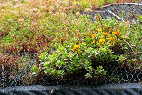 Green Roof with Sedum Plants