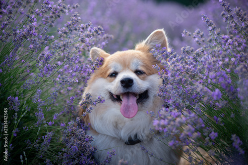 Happy Fluffy Pembroke Welsh Corgi Portrait in Blooming Lavender Field on Summer Evening. Pet portrait in nature