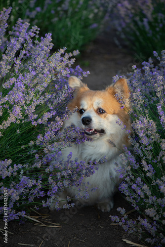 Happy Fluffy Pembroke Welsh Corgi Portrait in Blooming Lavender Field on Summer Evening. Pet portrait in nature