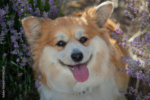 Happy Fluffy Pembroke Welsh Corgi Portrait in Blooming Lavender Field on Summer Evening. Pet portrait in nature