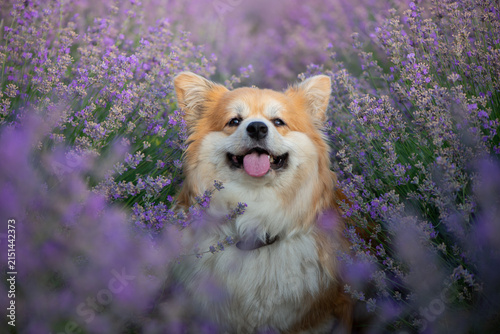 Happy Fluffy Pembroke Welsh Corgi Portrait in Blooming Lavender Field on Summer Evening. Pet portrait in nature