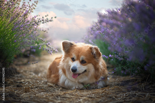 Happy Fluffy Pembroke Welsh Corgi Lying Between Blooming Lavender Rows in Summer. Pet portrait in nature