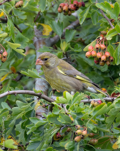 Quadro su tela Greenfinch perched among hawthorn berries