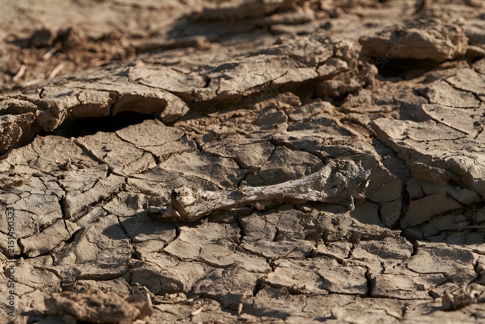 Fototapeta premium Single dried bone on a cracked mud flat under harsh midday sun
