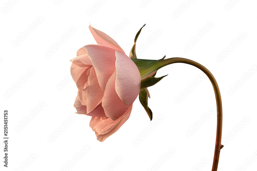 Fototapeta premium Drooping pale pink flower on curved stem isolated