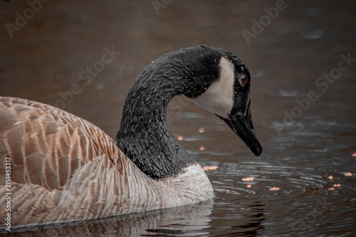 Fotografía Canada goose close up on water