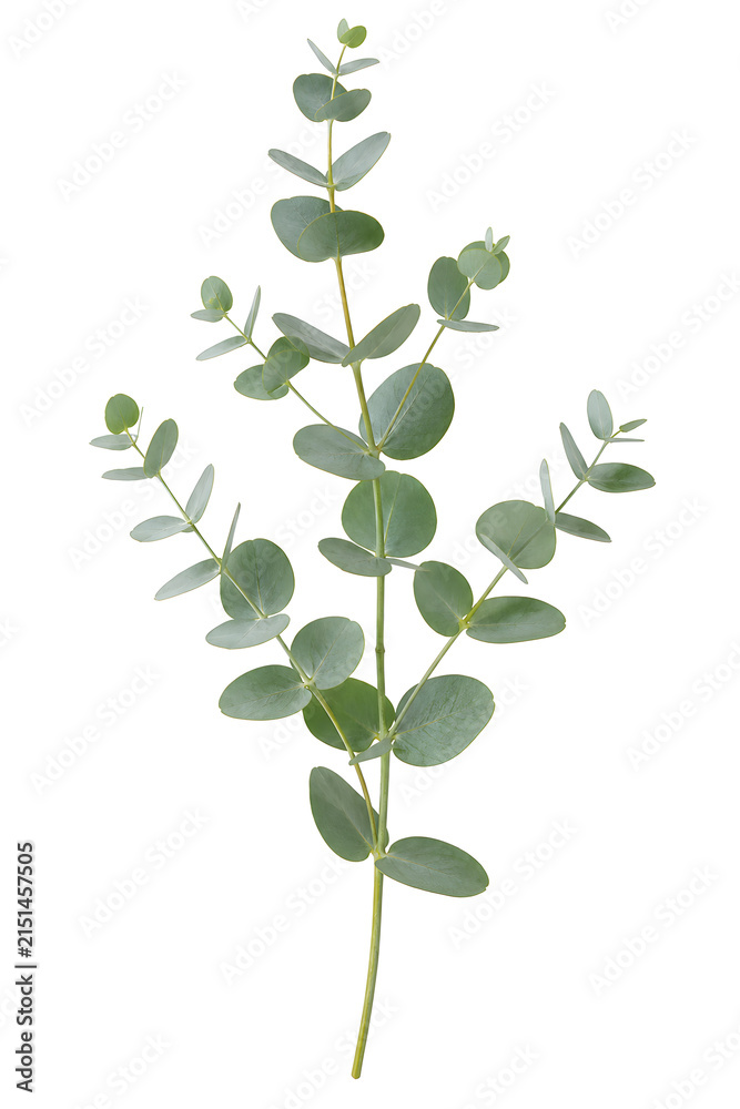 Obraz premium Fresh Eucalyptus Branch Botanical isolated cutout on transparent background
