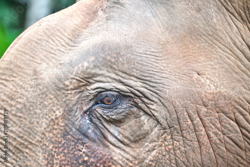 Photography asian elephant in thailand