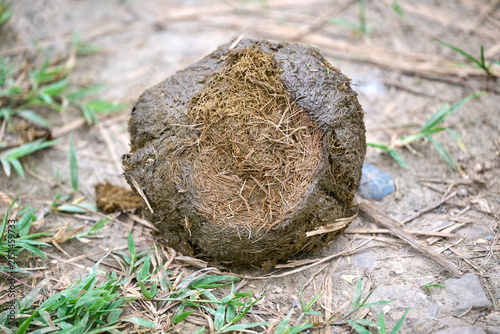 Bild auf Leinwand fresh elefant dung