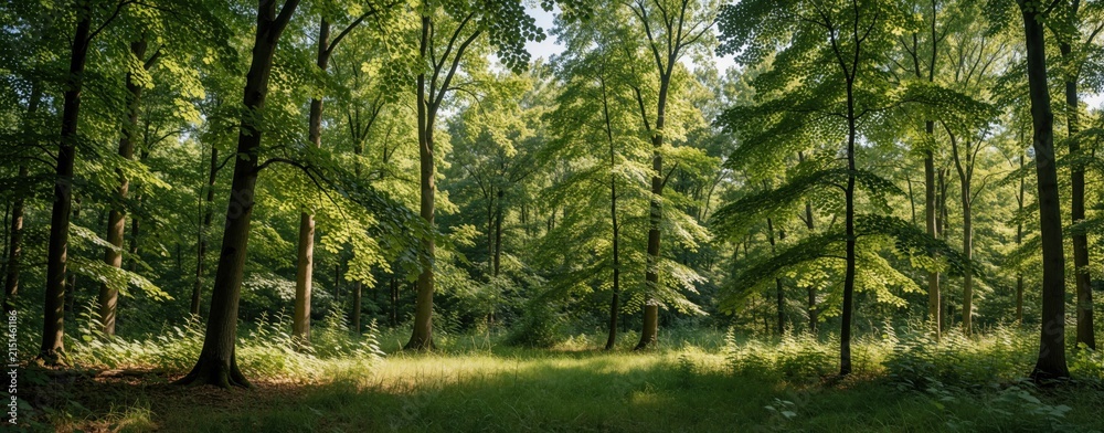Obraz premium Sunlight filters through dense green forest canopy illuminating a peaceful glade. Lush trees and undergrowth create a serene natural landscape for quiet contemplation. Tall trunks stand still.