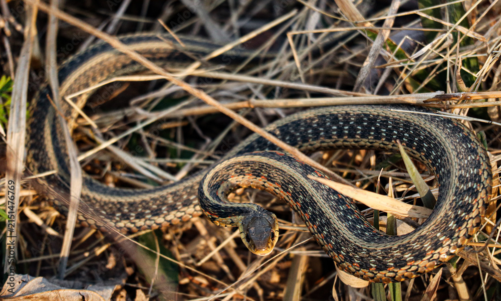 Obraz premium Tiny Little Snake in the Grass