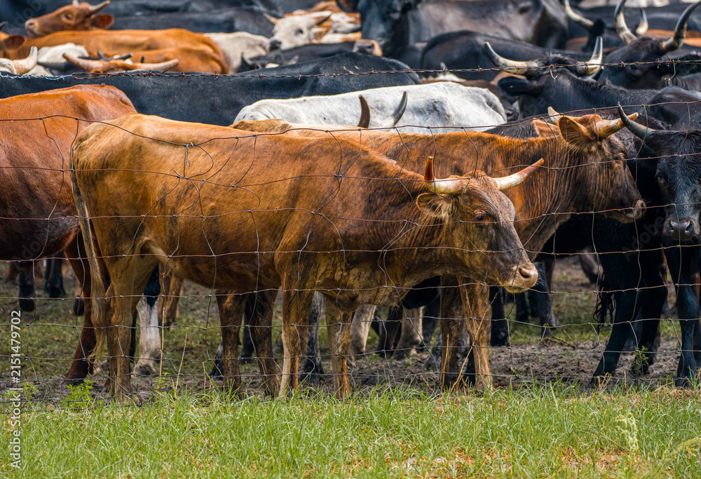 Obraz premium Horned cattle livestock standing sideways on the field grass directly behind a metal wire mesh boundary fence among a herd of animals.