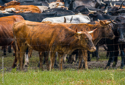 Canvas Print Horned cattle livestock standing sideways on the field grass directly behind a metal wire mesh boundary fence among a herd of animals