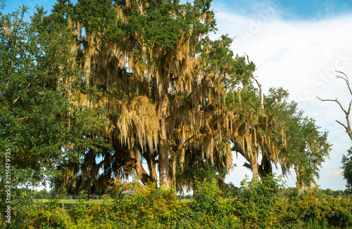 Obraz na plátne Massive live oak tree with a thick wooden trunk and wide heavy branches completely draped in hanging Spanish moss under a bright sky