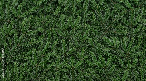 Fresh Dense Spruce leaves (Picea) Orthographic View