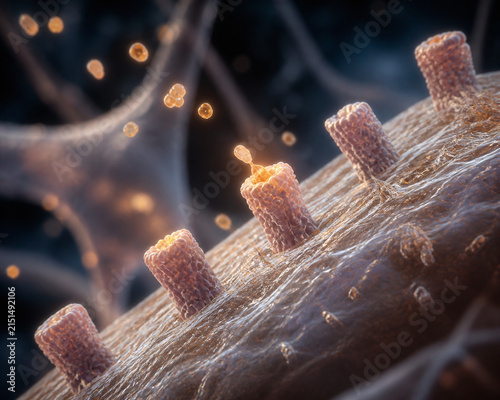 Neurotransmitters Binding Receptors on Dendrite Membrane