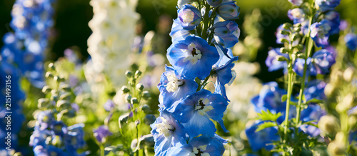 A fresh Delphinium bloom can be seen in the garden, alongside a featured image.