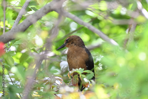 Photography Bird
