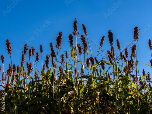 Foto Low angle view of ripe red sorghum panicles growing in an agricultural field against a clear blue sky background