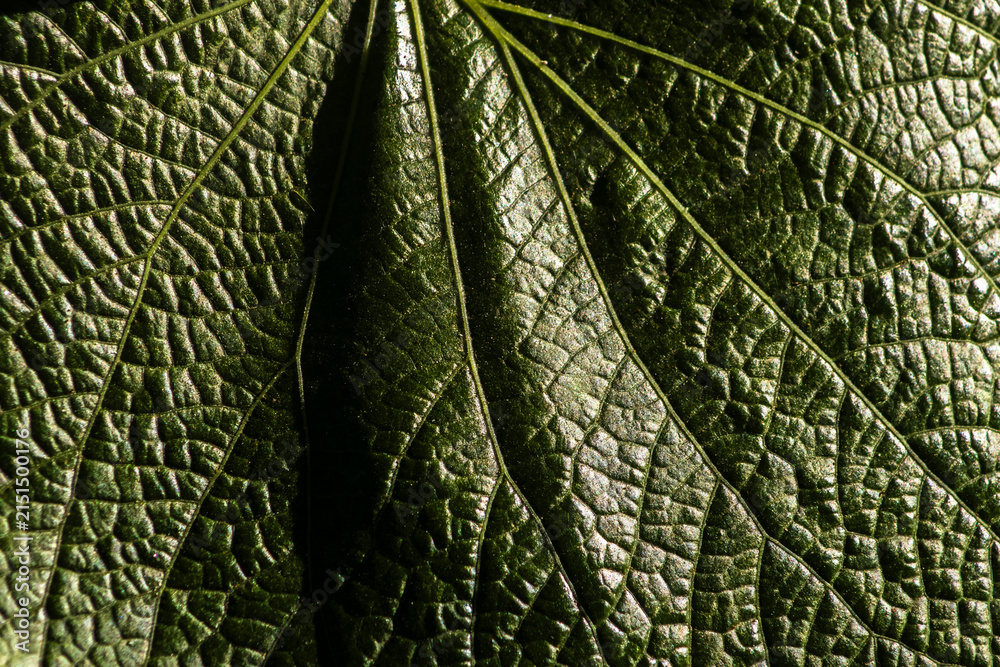 Fototapeta premium High-angle macro shot showcasing the rich, intricate texture and deep ridges of a dark green tropical leaf from the Pariparoba (Piper umbellatum) plant