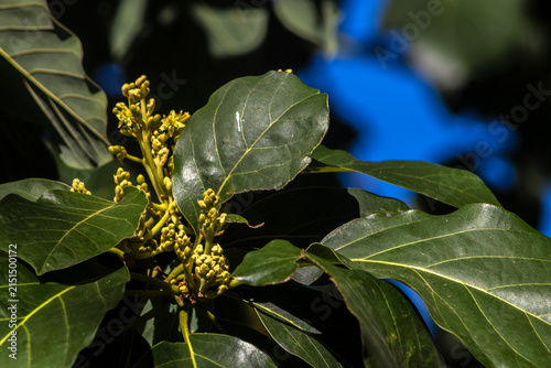 Close up shot of fresh green avocado tree leaves and small delicate yellow flowers starting to bloom on branches in a sunny orchard background, sustainable agriculture cultivation in Brazil.