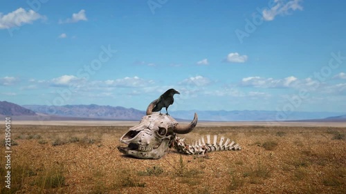 Raven on a cattle skeleton in the desert
