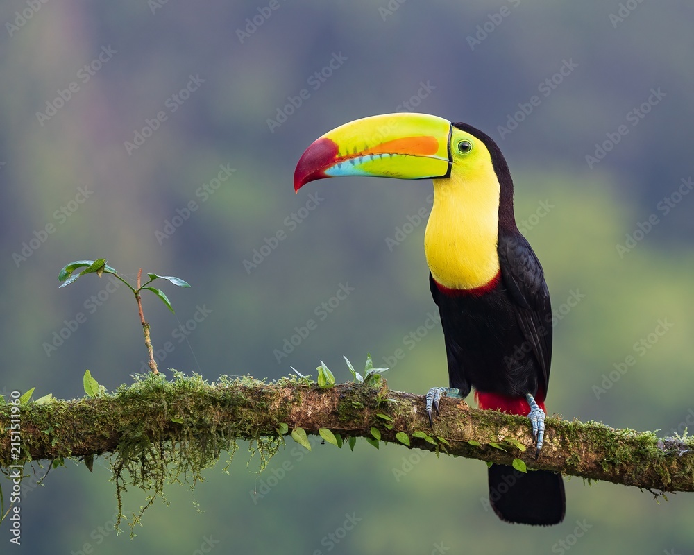 Obraz premium Keel-billed toucan A vibrant Keel-billed toucan perches on a mossy tree branch. Also known as rainbow-billed toucan or sulphur-breasted toucan