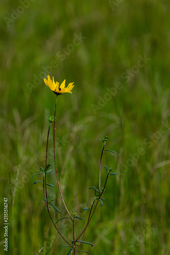 Yellow flower in a field