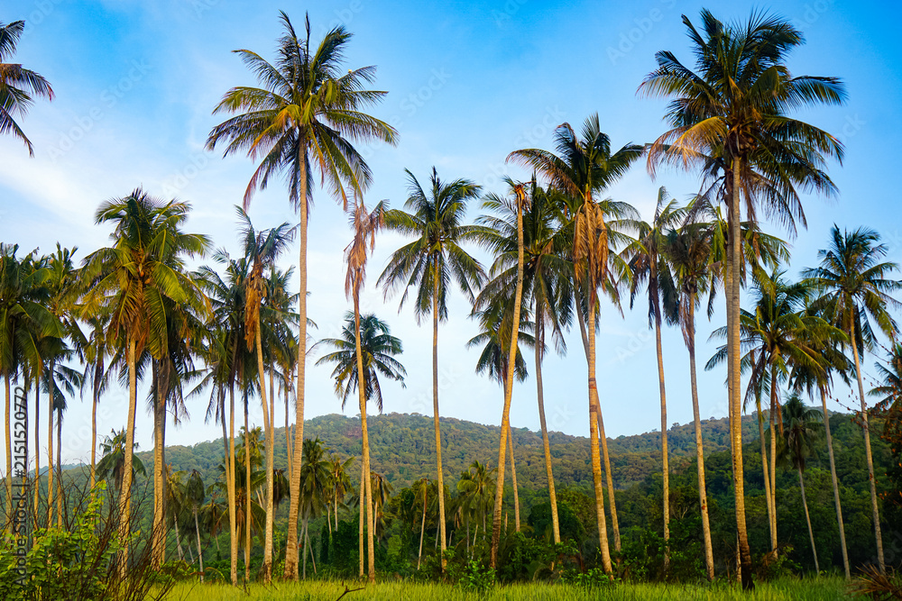 Fototapeta premium Tropical Palm Trees At Green Hillside