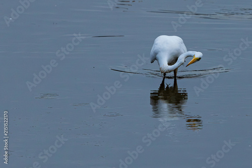 Принти на полотні Great egret with neck craned while fishing