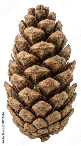 Single brown pine cone isolated on white background for seasonal winter holiday decor design