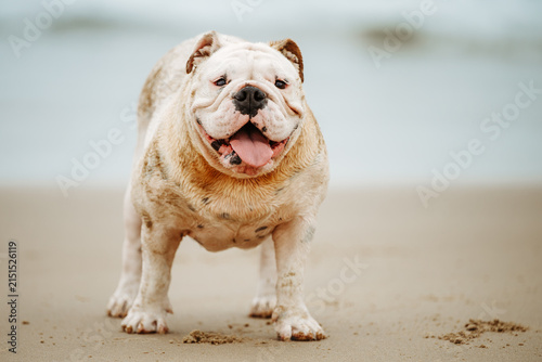 Fotografie A British Bulldog at the beach