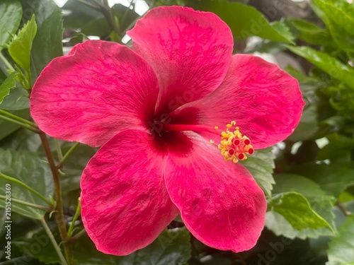 Red hibiscus flowers
