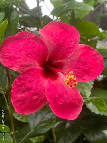 Red hibiscus flowers