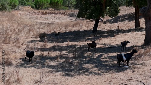 Herd of goats grazing in the shade of trees on dry farmland