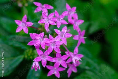 Pentas lanceolata, commonly known as Egyptian Star-cluster, is a perennial plant native to tropical East Africa to South Arabia.